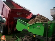 Planting potatoes