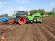 Planting potatoes