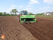 Planting potatoes