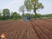 Planting potatoes