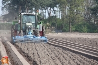 Planting potatoes