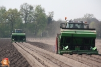 Planting potatoes