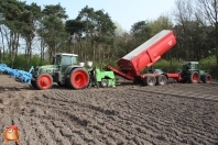 Planting potatoes