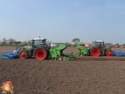 Planting potatoes