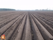 Planting potatoes