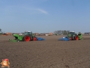 Planting potatoes