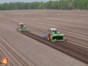 Planting potatoes