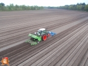 Planting potatoes