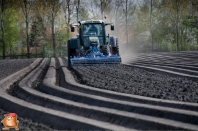 Planting potatoes