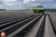 Planting potatoes