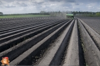 Planting potatoes