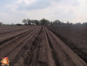 Planting potatoes