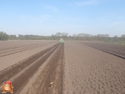 Planting potatoes