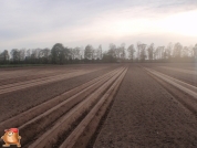 Planting potatoes