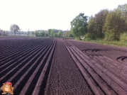 Planting potatoes