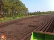 Planting potatoes