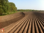 Planting potatoes