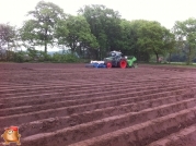 Planting potatoes