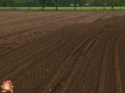 Planting potatoes