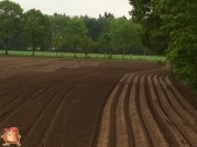 Planting potatoes