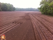 Planting potatoes