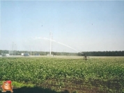 Beregnen bei van den Borne aardappelen