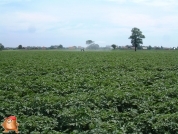 Beregnen bei van den Borne aardappelen