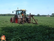 Beregnen bei van den Borne aardappelen