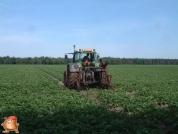 Beregnen bei van den Borne aardappelen