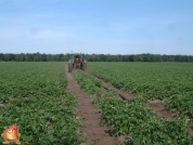 Beregnen bei van den Borne aardappelen