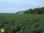 Beregnen bei van den Borne aardappelen