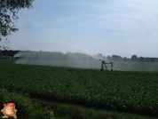 Beregnen bei van den Borne aardappelen