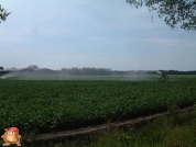 Beregnen bei van den Borne aardappelen