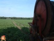 Beregnen bei van den Borne aardappelen