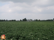 Beregnen bei van den Borne aardappelen