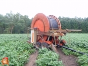 Beregnen bei van den Borne aardappelen