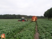 Beregnen bei van den Borne aardappelen