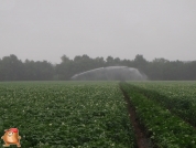 Beregnen bei van den Borne aardappelen