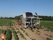 Beregnen bei van den Borne aardappelen