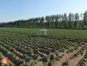 Beregnen bei van den Borne aardappelen