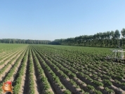 Beregnen bei van den Borne aardappelen