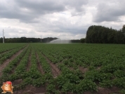 Beregnen bei van den Borne aardappelen