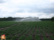 Beregnen bei van den Borne aardappelen