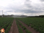 Beregnen bei van den Borne aardappelen