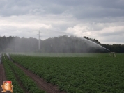 Beregnen bei van den Borne aardappelen