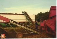 Af land aardappels rooien 