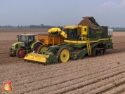 Harvesting potatoes