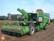 Harvesting potatoes