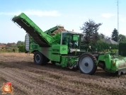 Harvesting potatoes