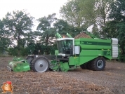 Harvesting potatoes